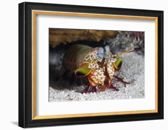 Smasher Mantis Shrimp-Reinhard Dirscherl-Framed Photographic Print