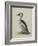 Smew, Illustration from 'A History of British Birds' by William Yarrell, c.1905-10-Edward Adrian Wilson-Framed Giclee Print