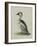 Smew, Illustration from 'A History of British Birds' by William Yarrell, c.1905-10-Edward Adrian Wilson-Framed Giclee Print