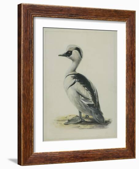 Smew, Illustration from 'A History of British Birds' by William Yarrell, c.1905-10-Edward Adrian Wilson-Framed Giclee Print