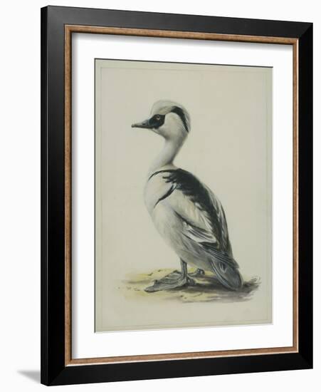 Smew, Illustration from 'A History of British Birds' by William Yarrell, c.1905-10-Edward Adrian Wilson-Framed Giclee Print