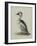 Smew, Illustration from 'A History of British Birds' by William Yarrell, c.1905-10-Edward Adrian Wilson-Framed Giclee Print