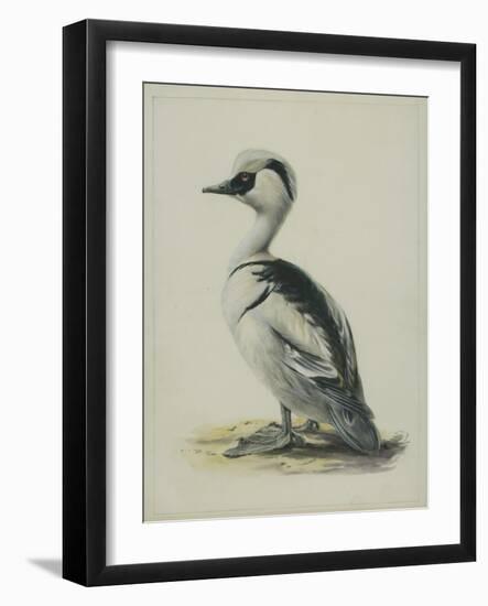 Smew, Illustration from 'A History of British Birds' by William Yarrell, c.1905-10-Edward Adrian Wilson-Framed Giclee Print