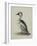 Smew, Illustration from 'A History of British Birds' by William Yarrell, c.1905-10-Edward Adrian Wilson-Framed Giclee Print