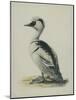 Smew, Illustration from 'A History of British Birds' by William Yarrell, c.1905-10-Edward Adrian Wilson-Mounted Giclee Print