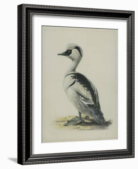 Smew, Illustration from 'A History of British Birds' by William Yarrell, c.1905-10-Edward Adrian Wilson-Framed Giclee Print