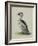 Smew, Illustration from 'A History of British Birds' by William Yarrell, c.1905-10-Edward Adrian Wilson-Framed Giclee Print