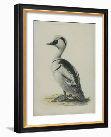 Smew, Illustration from 'A History of British Birds' by William Yarrell, c.1905-10-Edward Adrian Wilson-Framed Giclee Print
