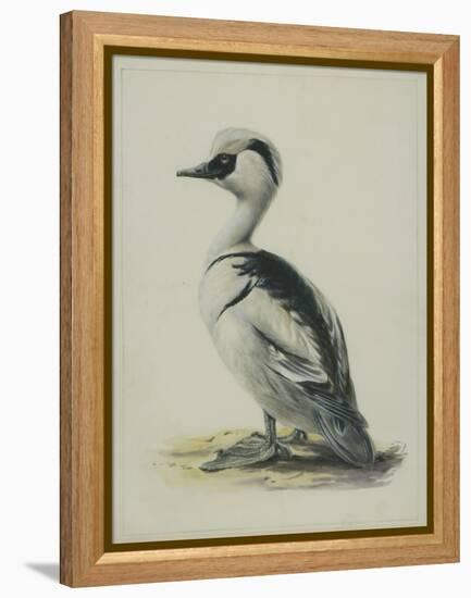 Smew, Illustration from 'A History of British Birds' by William Yarrell, c.1905-10-Edward Adrian Wilson-Framed Premier Image Canvas