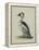 Smew, Illustration from 'A History of British Birds' by William Yarrell, c.1905-10-Edward Adrian Wilson-Framed Premier Image Canvas