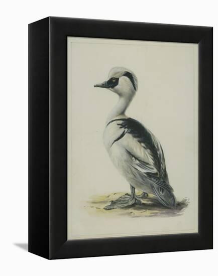 Smew, Illustration from 'A History of British Birds' by William Yarrell, c.1905-10-Edward Adrian Wilson-Framed Premier Image Canvas