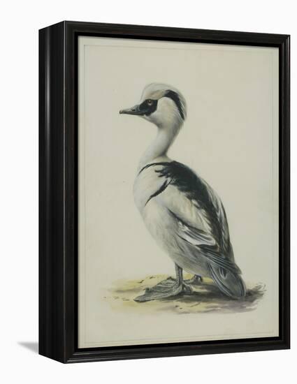 Smew, Illustration from 'A History of British Birds' by William Yarrell, c.1905-10-Edward Adrian Wilson-Framed Premier Image Canvas