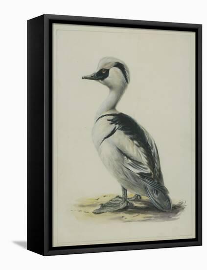 Smew, Illustration from 'A History of British Birds' by William Yarrell, c.1905-10-Edward Adrian Wilson-Framed Premier Image Canvas