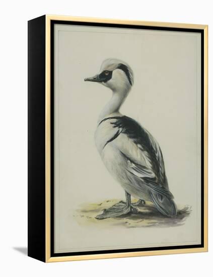 Smew, Illustration from 'A History of British Birds' by William Yarrell, c.1905-10-Edward Adrian Wilson-Framed Premier Image Canvas