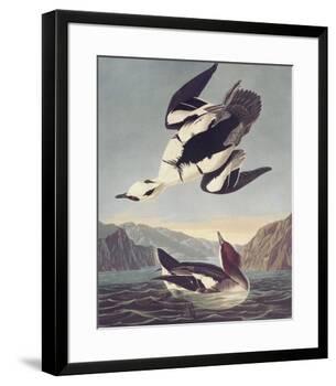 Smew Or White Nun-John James Audubon-Framed Premium Giclee Print