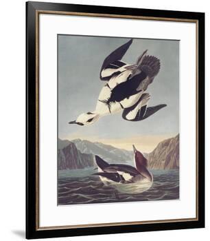 Smew Or White Nun-John James Audubon-Framed Premium Giclee Print