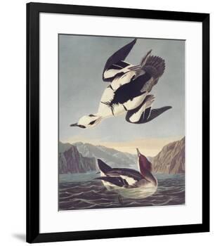 Smew Or White Nun-John James Audubon-Framed Premium Giclee Print