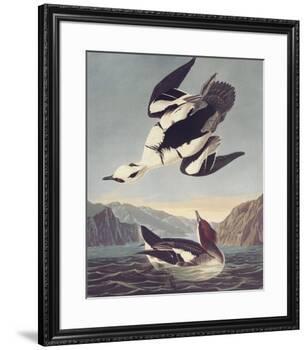 Smew Or White Nun-John James Audubon-Framed Premium Giclee Print