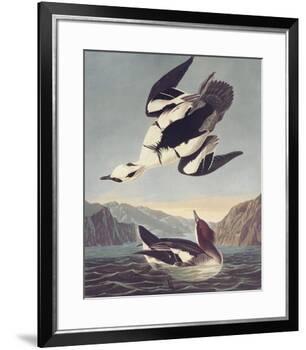 Smew Or White Nun-John James Audubon-Framed Premium Giclee Print