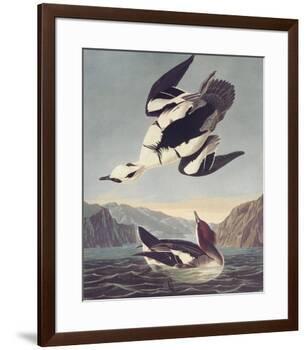 Smew Or White Nun-John James Audubon-Framed Premium Giclee Print