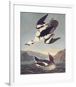 Smew Or White Nun-John James Audubon-Framed Premium Giclee Print