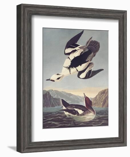 Smew Or White Nun-John James Audubon-Framed Art Print