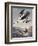 Smew Or White Nun-John James Audubon-Framed Art Print