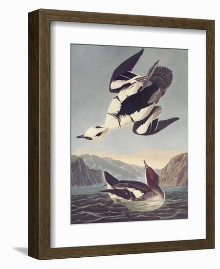 Smew Or White Nun-John James Audubon-Framed Art Print