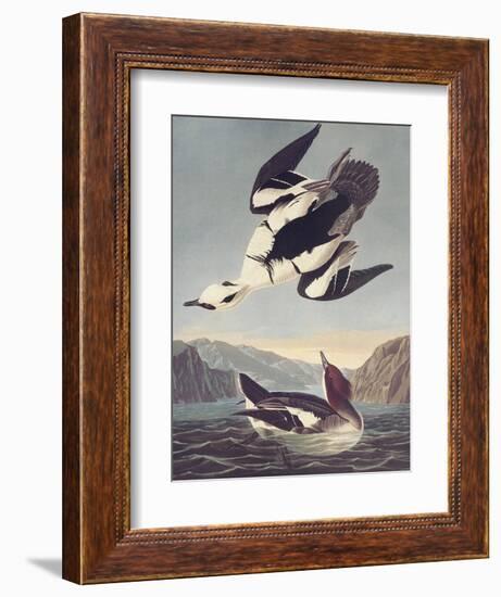 Smew Or White Nun-John James Audubon-Framed Art Print