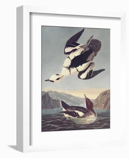 Smew Or White Nun-John James Audubon-Framed Art Print