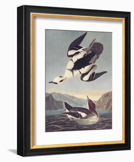 Smew Or White Nun-John James Audubon-Framed Art Print