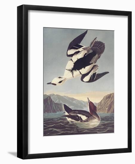 Smew Or White Nun-John James Audubon-Framed Premium Giclee Print