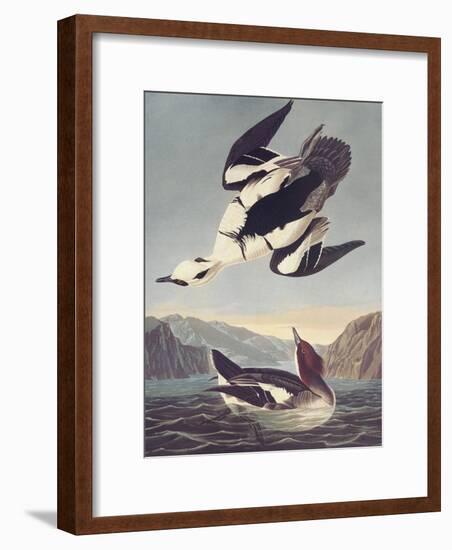 Smew Or White Nun-John James Audubon-Framed Art Print