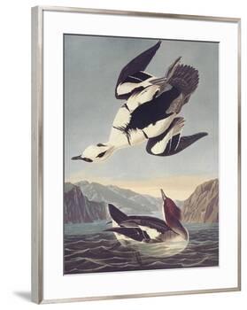 Smew Or White Nun-John James Audubon-Framed Premium Giclee Print