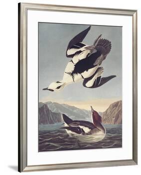Smew Or White Nun-John James Audubon-Framed Premium Giclee Print