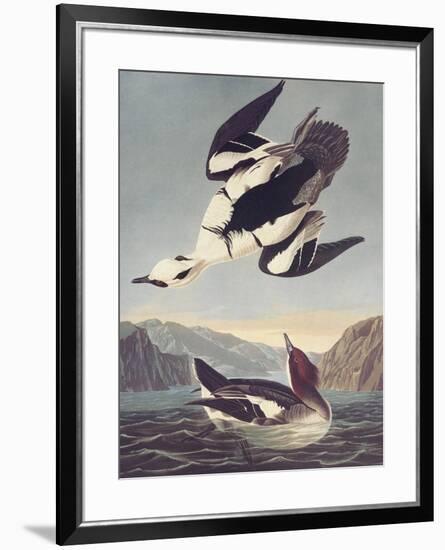 Smew Or White Nun-John James Audubon-Framed Premium Giclee Print