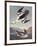 Smew Or White Nun-John James Audubon-Framed Premium Giclee Print