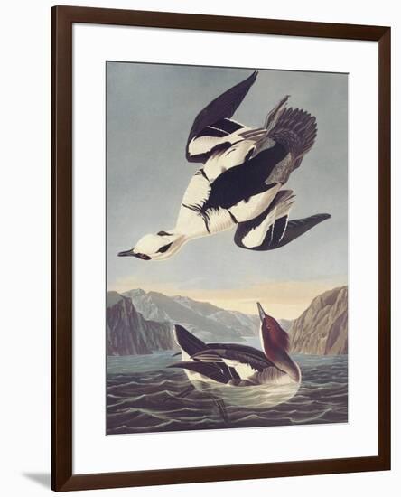 Smew Or White Nun-John James Audubon-Framed Premium Giclee Print