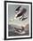 Smew Or White Nun-John James Audubon-Framed Premium Giclee Print