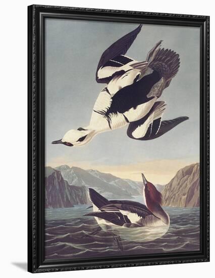 Smew Or White Nun-John James Audubon-Framed Premium Giclee Print