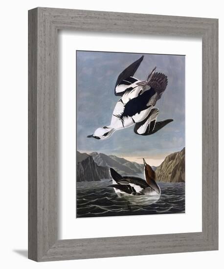 Smew, or White Nun-John James Audubon-Framed Art Print