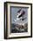 Smew, or White Nun-John James Audubon-Framed Art Print