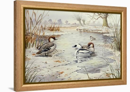 Smew-Carl Donner-Framed Premier Image Canvas