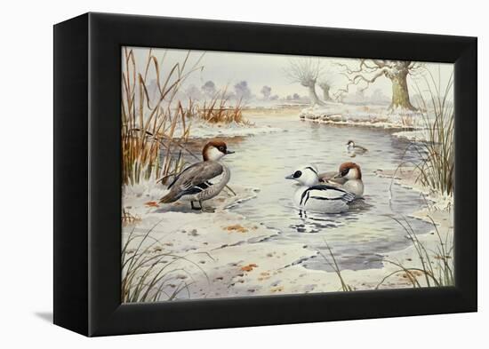 Smew-Carl Donner-Framed Premier Image Canvas