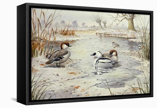 Smew-Carl Donner-Framed Premier Image Canvas