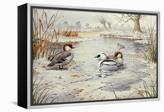 Smew-Carl Donner-Framed Premier Image Canvas