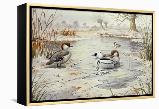 Smew-Carl Donner-Framed Premier Image Canvas