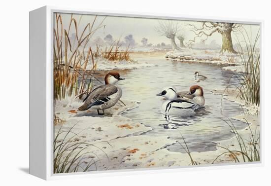 Smew-Carl Donner-Framed Premier Image Canvas