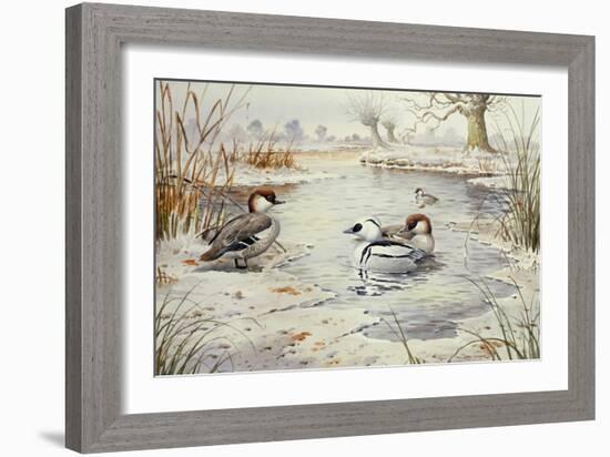 Smew-Carl Donner-Framed Giclee Print