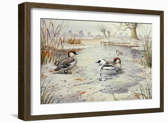 Smew-Carl Donner-Framed Giclee Print